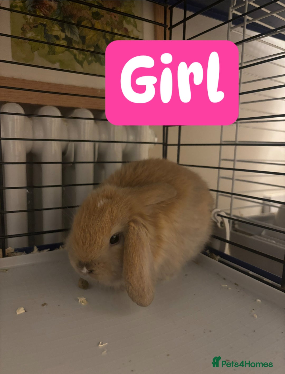 Mini Lop rabbits for sale: Mini lop bunnies  - Advert 4