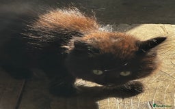 Mixed Breed cats for sale: Beautiful kittens various colours  - Image 8
