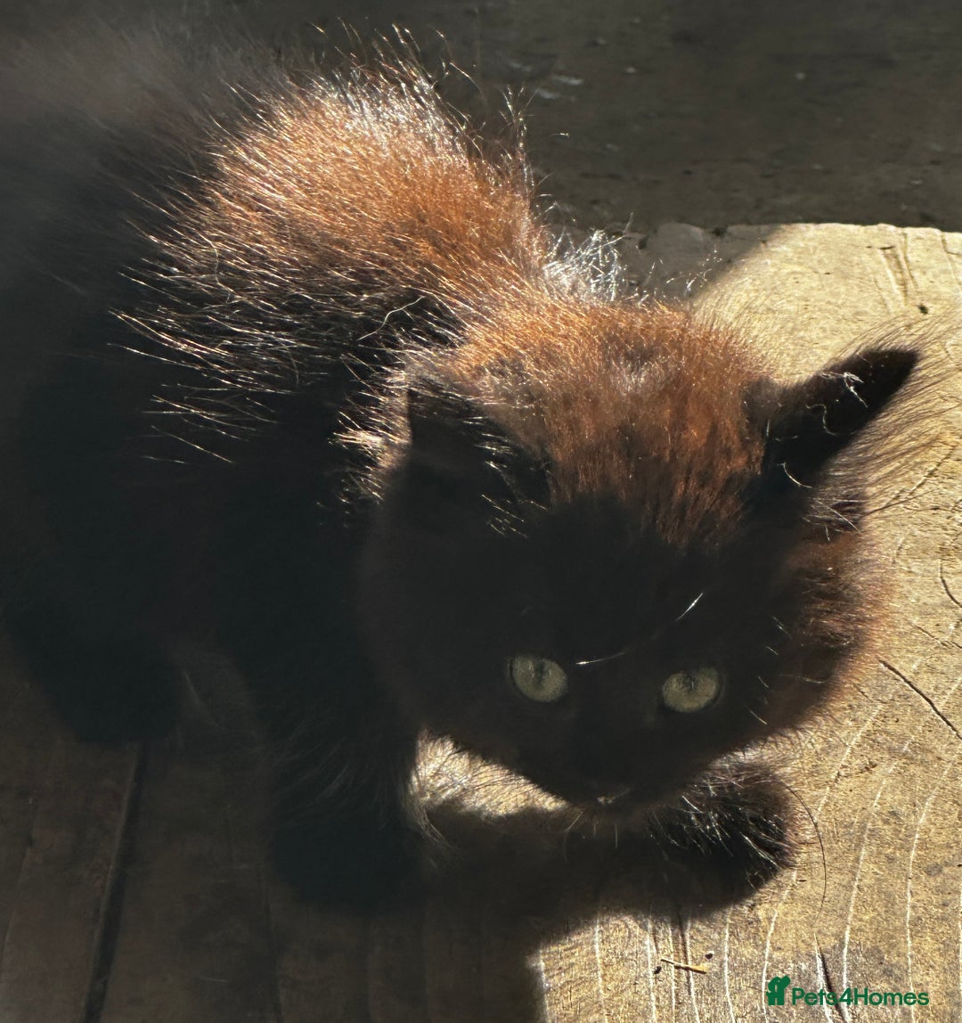 Mixed Breed cats for sale: Beautiful kittens various colours  - Image 8