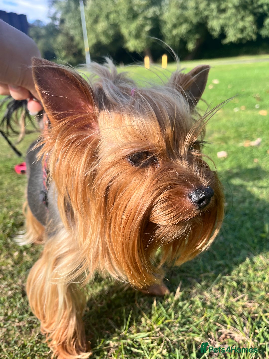 Yorkshire Terrier dogs for sale: 💔 Heartbreaking Sale of Our Beloved Chicky 💔 - Image 6