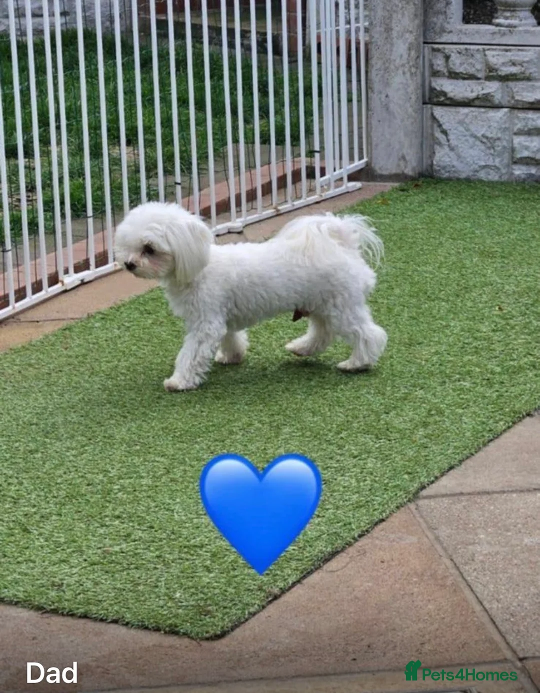 Maltipoo dogs for sale: Beautiful Rosie and Daisy Maltipoos  in London - Advert 2