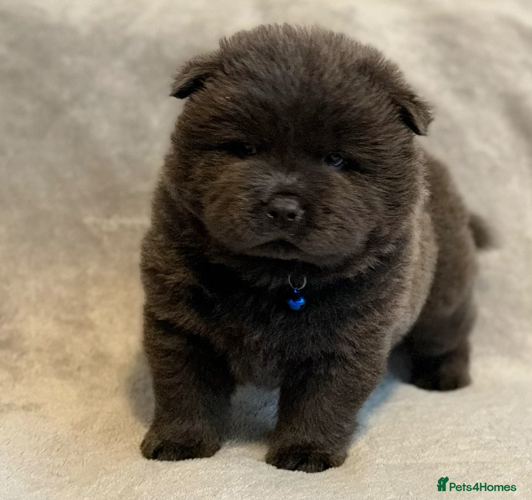 Chow Chow dogs for sale: KC Reg Chow Chow Puppies  - Advert 26
