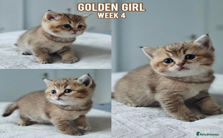 British Shorthair cats - Advert 10
