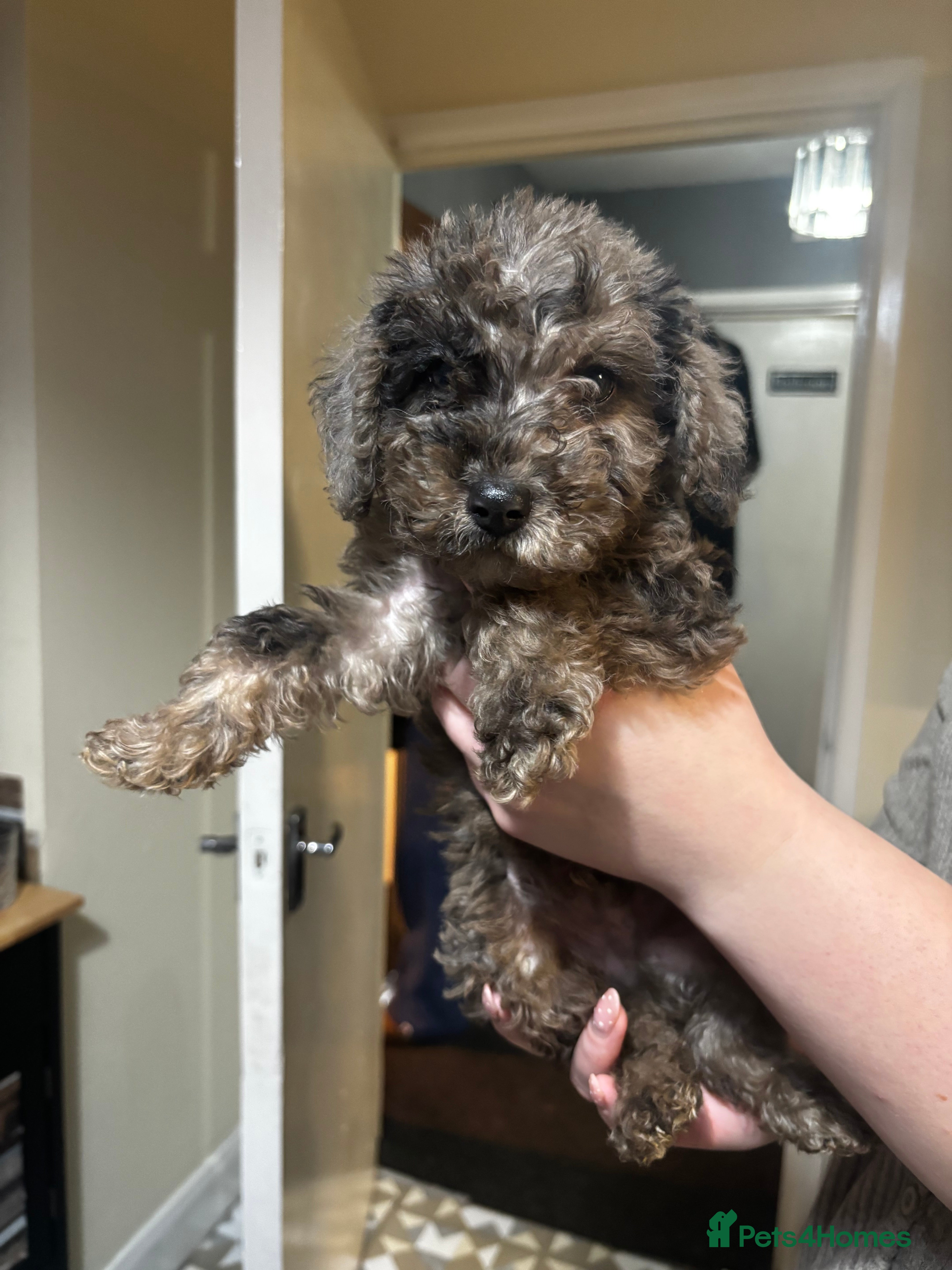 Toy Poodle dogs Beautiful Toy Poodle Pups  - Advert 10