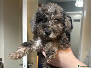 Toy Poodle dogs Beautiful Toy Poodle Pups - Advert 6