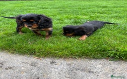 Cavalier King Charles Spaniel dogs for sale: ⭐️ fully Health tested KC reg cavalier puppies  - Image 13