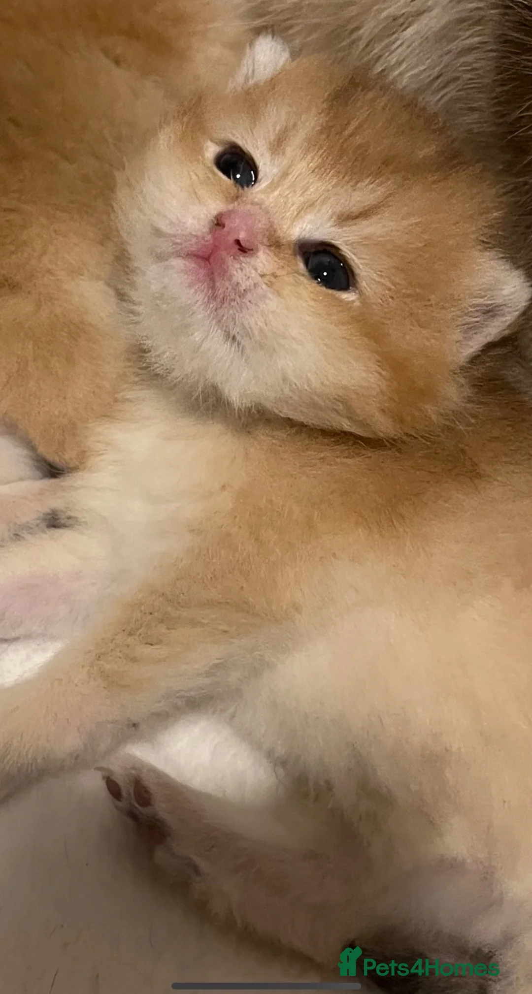 British Shorthair cats for sale: GCCF NY12 GOLDEN and GOLDEN COLOURPOINT KITTENS - Advert 2