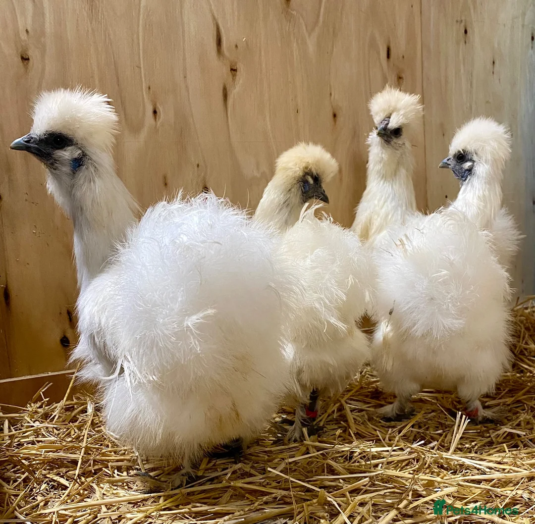 Chickens poultry for sale: Silkie  - Advert 26