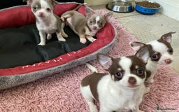Chihuahua dogs for sale: Chihuahua Puppies For Sale - Advert 15