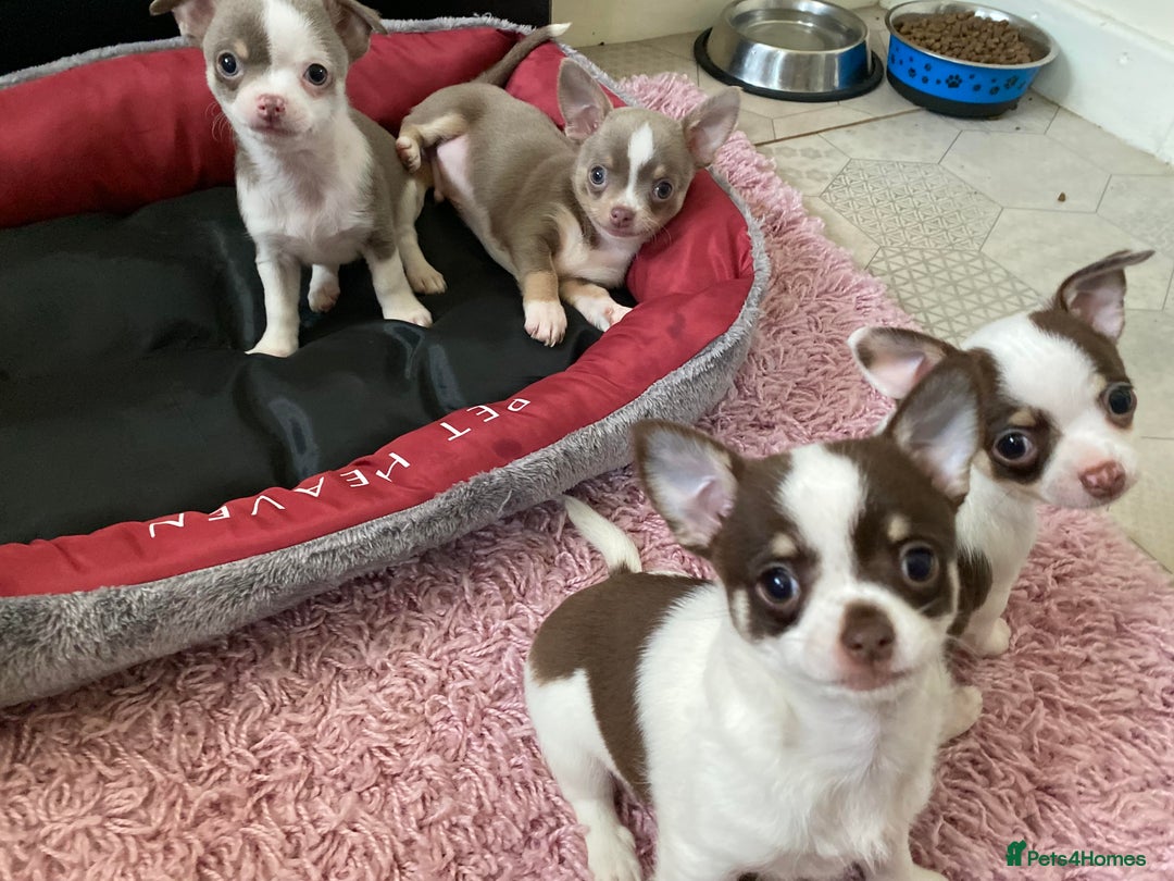 Chihuahua dogs for sale: Chihuahua Puppies For Sale - Advert 15
