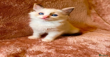 Ragdoll cats - Advert 10