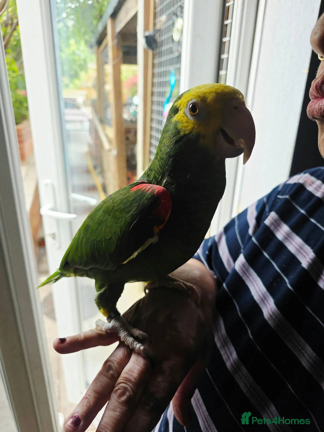 Parrots birds for sale: Double Yellow headed Amazon - Advert 2