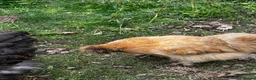 Chickens poultry for sale: Chicks, chickens, hatching eggs silkies Aracuanas - Advert 3
