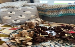 Miniature Dachshund dogs for sale: Miniature dachshund puppies short haired - Image 13