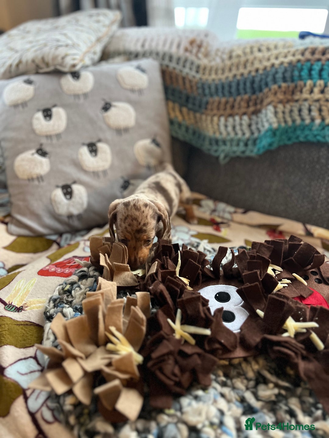 Miniature Dachshund dogs for sale: Miniature dachshund puppies short haired - Image 13