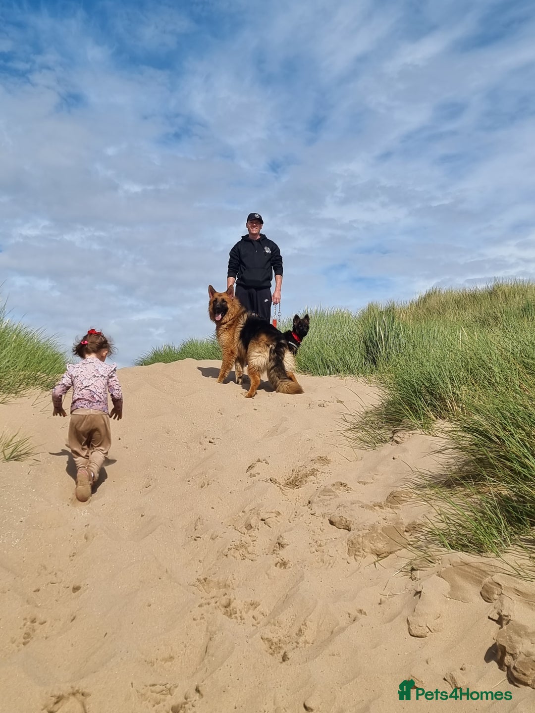 German Shepherd dogs for sale: German Shepherd  - Image 19