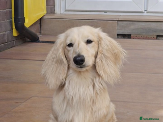 Miniature Dachshund dogs Cream Long-haired miniature Dachshund kc reg in Blackburn - Advert 4