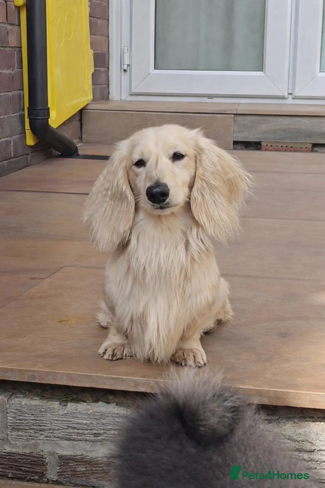 Miniature Dachshund dogs for stud: Cream Long-haired miniature Dachshund kc reg in Blackburn - Advert 1