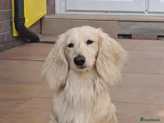 Miniature Dachshund dogs Cream Long-haired miniature Dachshund kc reg in Blackburn - Advert 8