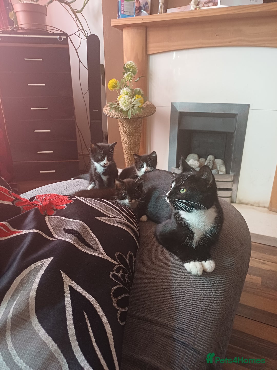 British Shorthair cats for sale: kittens  - Image 4