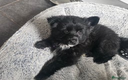 Pomsky dogs for sale: Pomsky puppy GIRL **READY for her new 🏡** - Image 1