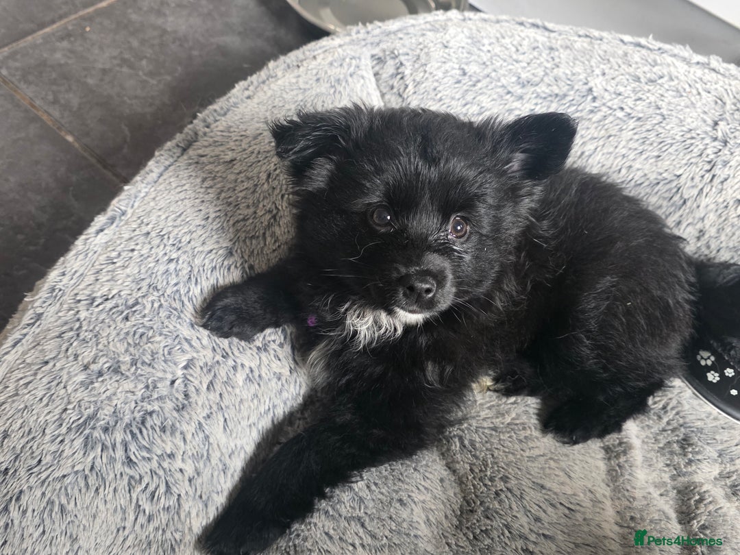 Pomsky dogs for sale: Pomsky puppy GIRL **READY for her new 🏡** - Image 1