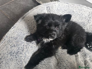 Pomsky dogs for sale - Advert 1