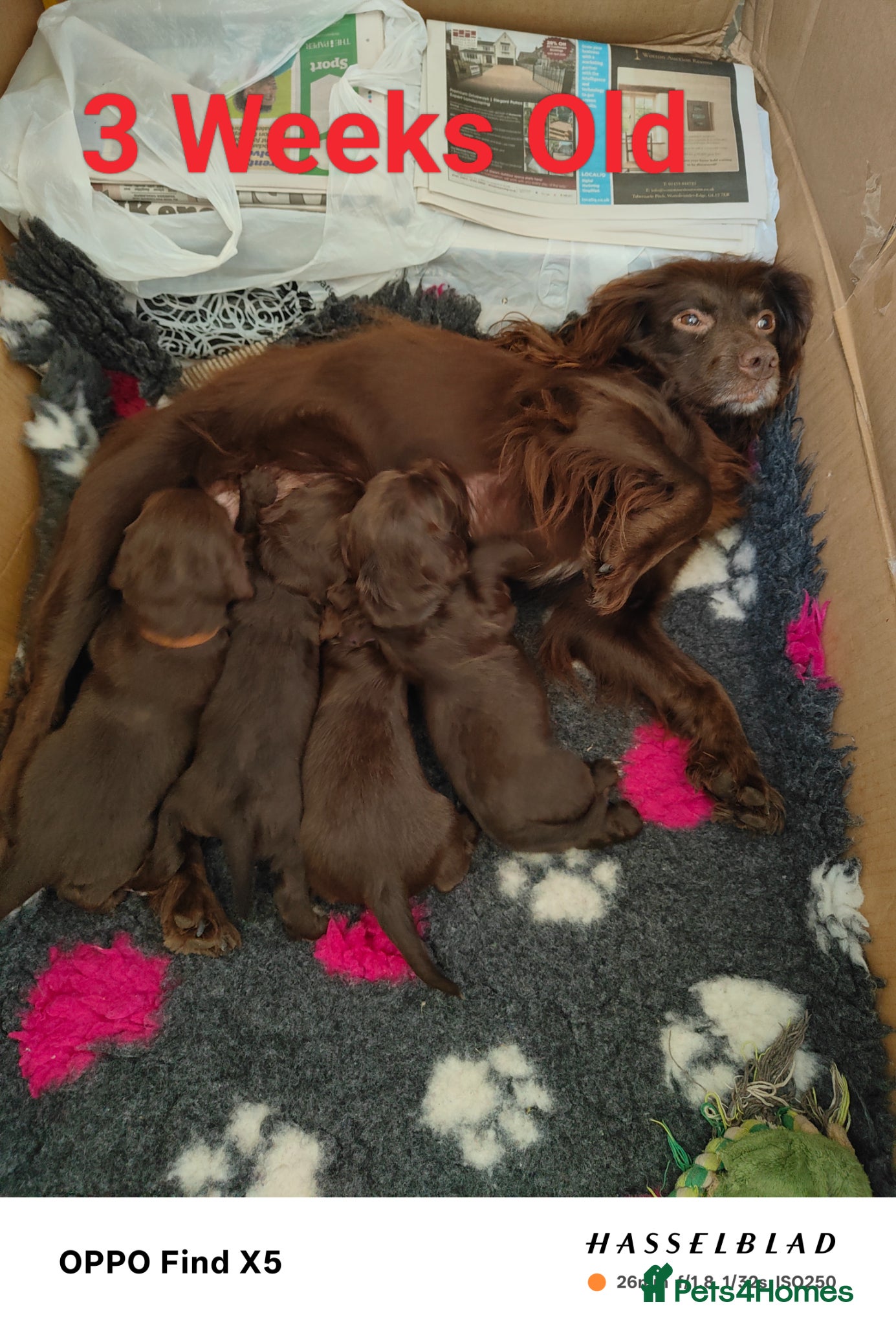 Cocker Spaniel dogs for sale: Beautiful Chocolate Cocker Spaniels (worker) - Advert 1