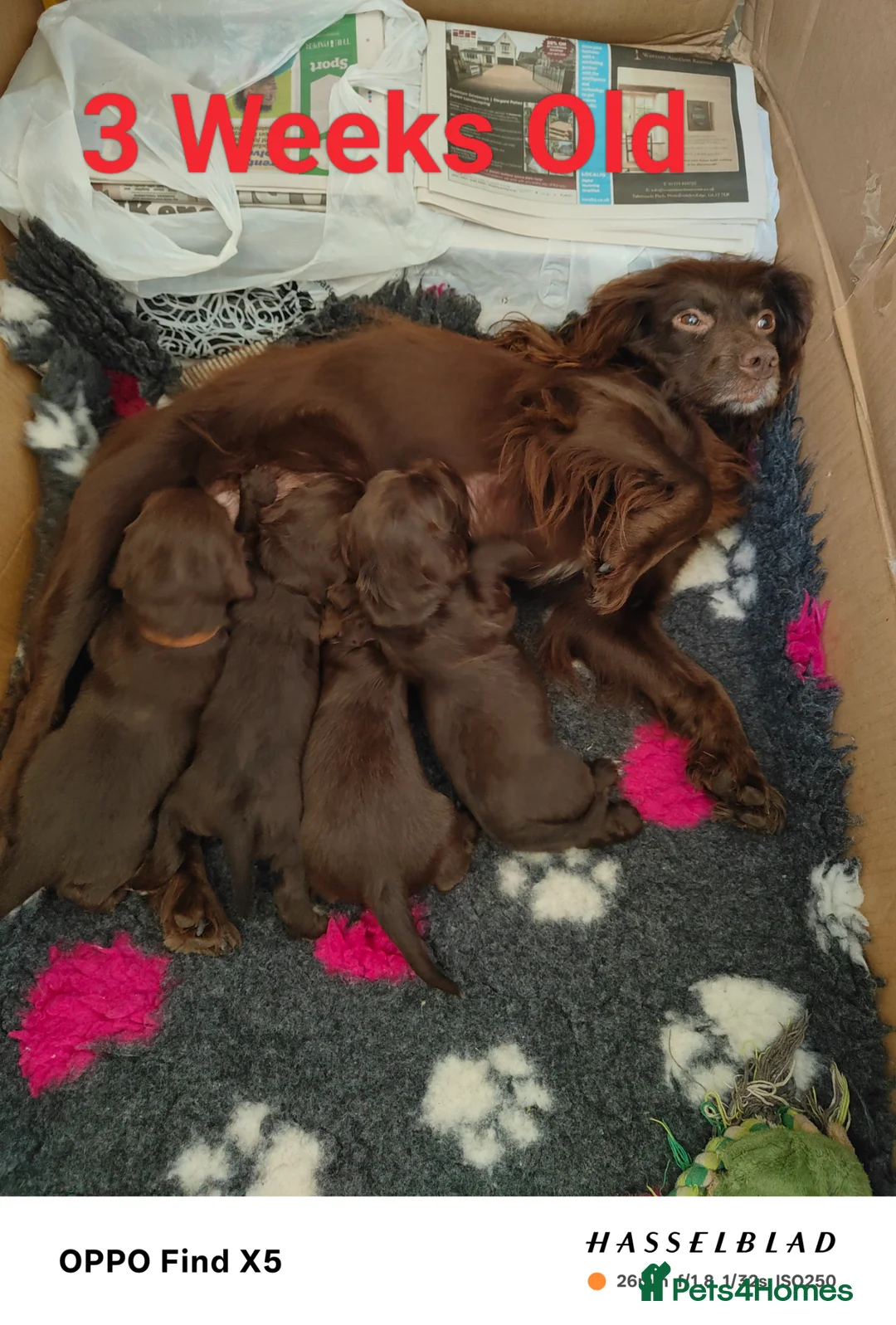 Cocker Spaniel dogs for sale: Beautiful Chocolate Cocker Spaniels (worker) in Ross-on-Wye - Advert 1