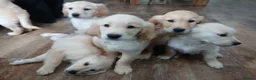 Golden Retriever dogs for sale: Ready to leave true gold colored golden retrievers - Advert 4