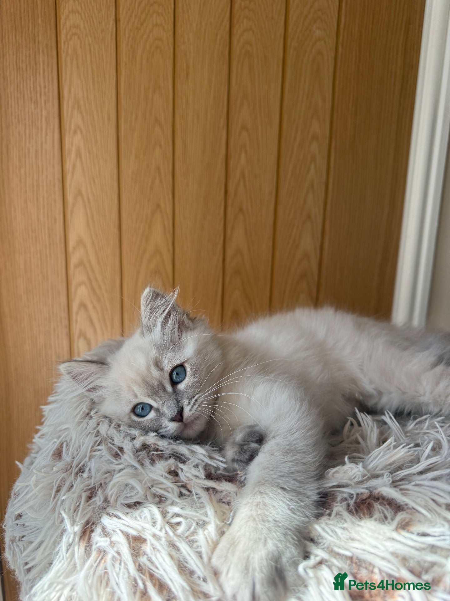 Ragdoll cats Last girl left! Pure-bred Ragdoll Kittens  - Advert 2