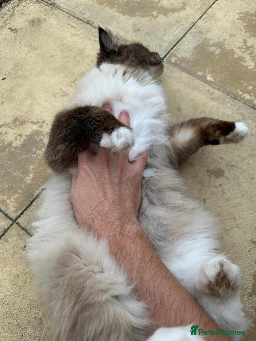 Ragdoll cats for sale: 🐾 Loving 21-Month-Old Male Seal Mitted Ragdoll 🐾 - Image 14