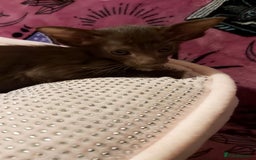 Oriental cats for sale: Full Pedigree Oriental 1 Kitten XL size ears GCCF - Advert 31