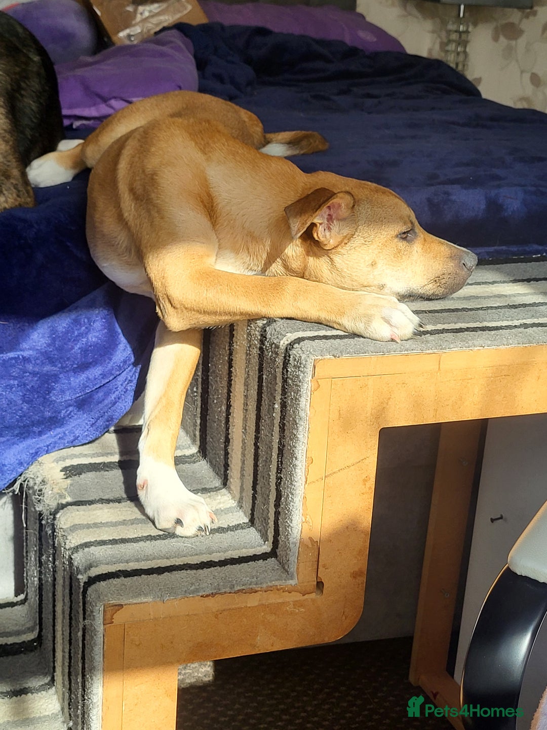 Mixed Breed dogs for sale: Ren (rennifer)  - Image 4