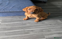 Labrador Retriever dogs for sale: 5*Licenced home breeder fox red lab working lines  - Image 11