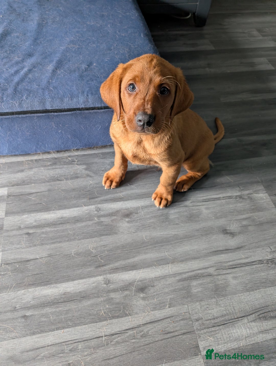 Labrador Retriever dogs for sale: 5*Licenced home breeder fox red lab working lines  - Image 11