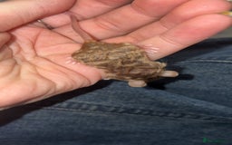 Mouse rodents for sale: Baby mice males and females  in Honiton - Image 18