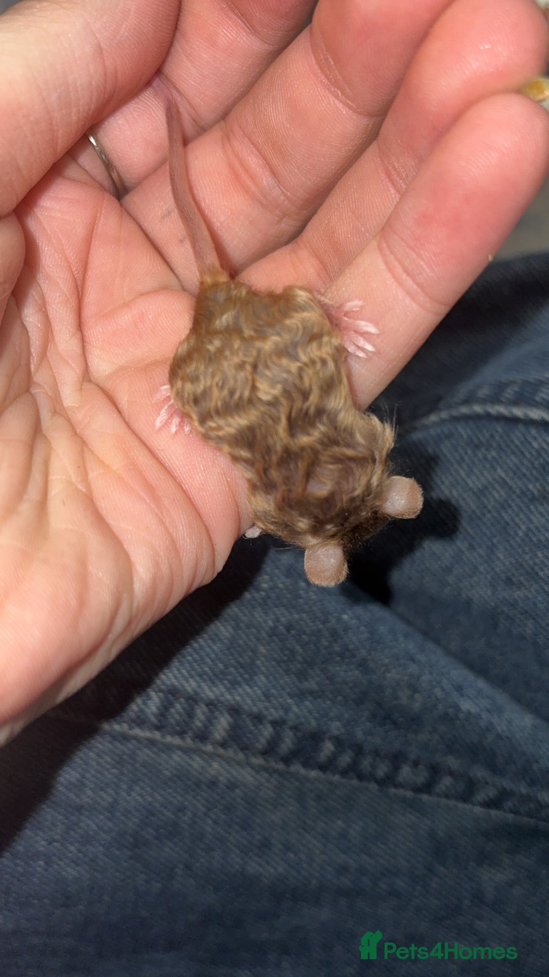 Mouse rodents for sale: Baby mice males and females  in Honiton - Image 18