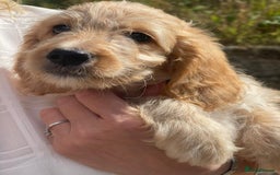 Irish Doodle dogs for sale: Beautiful Irishdoodles - Image 11