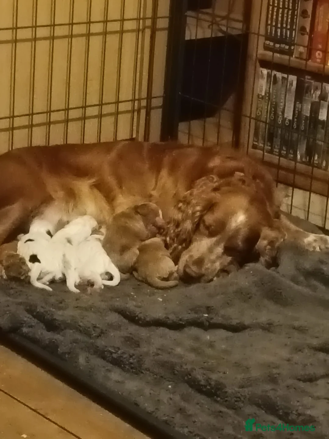 Cocker Spaniel dogs for sale: 5 adorable cocker spaniels for sale  - Advert 1