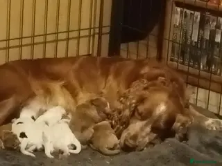 Cocker Spaniel dogs 5 adorable cocker spaniels for sale - Advert 2