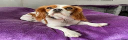 Cavalier King Charles Spaniel dogs for sale: KC Reg 8 month old trained boys - Advert 10