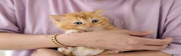 British Shorthair cats for sale: Adorable Kittens Ready For Reservation  in Leamington Spa - Advert 9