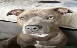 Staffordshire Bull Terrier dogs for sale: Staffordshire bull terrier  - Image 7