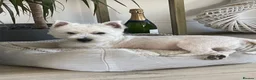 West Highland Terrier dogs for sale: Royal kennel club registered west highland white  - Advert 10
