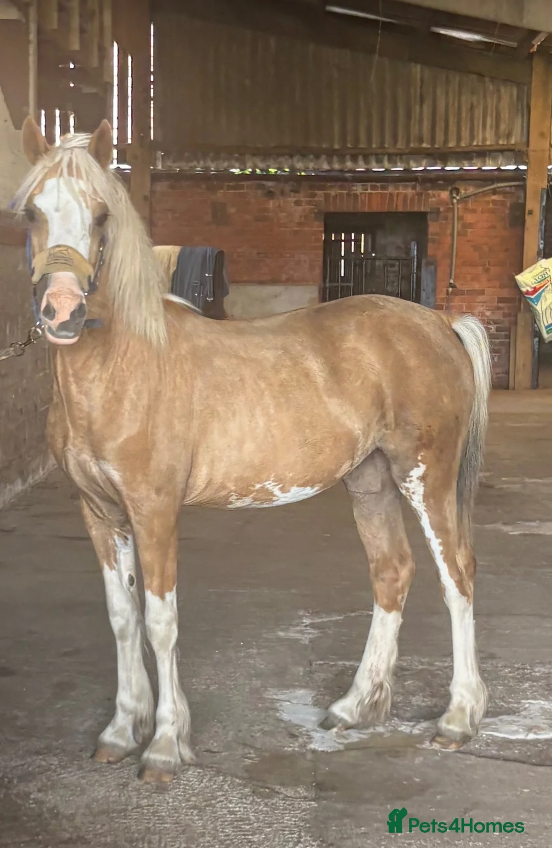 Welsh Section D horses for sale: Welsh d filly  in Stockton-on-Tees - Advert 1