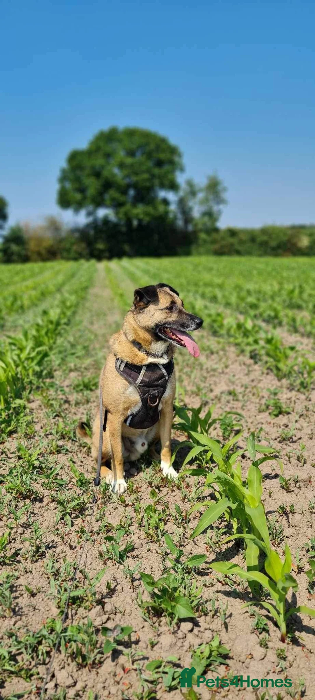 Mixed Breed dogs for adoption: Meet Jakob, currently residing in Cranage, Crew in Crewe - Advert 26