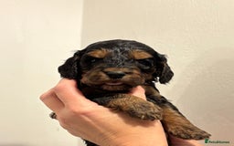 Cockapoo dogs for sale: Small F1 cockapoo’s for sale - Image 5