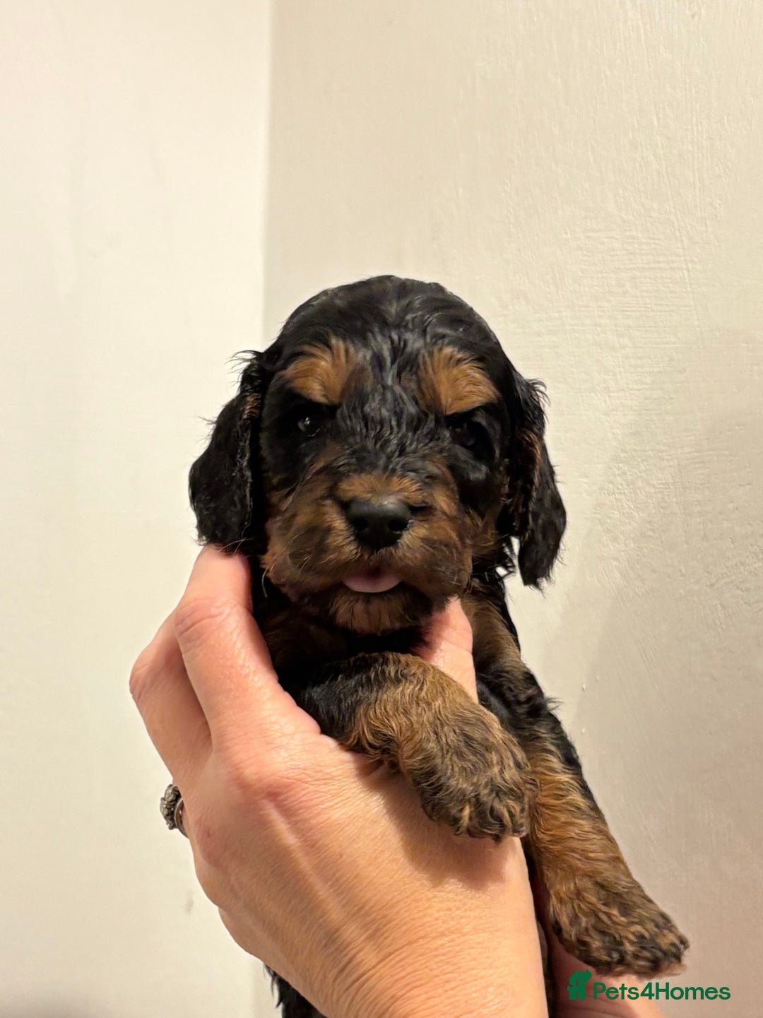 Cockapoo dogs for sale: Small F1 cockapoo’s for sale - Image 5