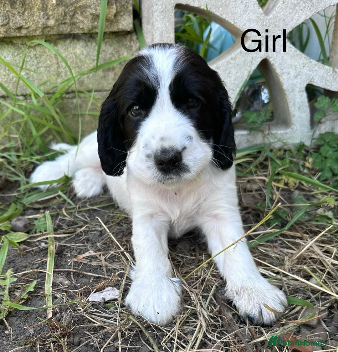 Cocker Spaniel dogs for sale: KC Registered Show Cocker Spaniel Puppies  - Image 16